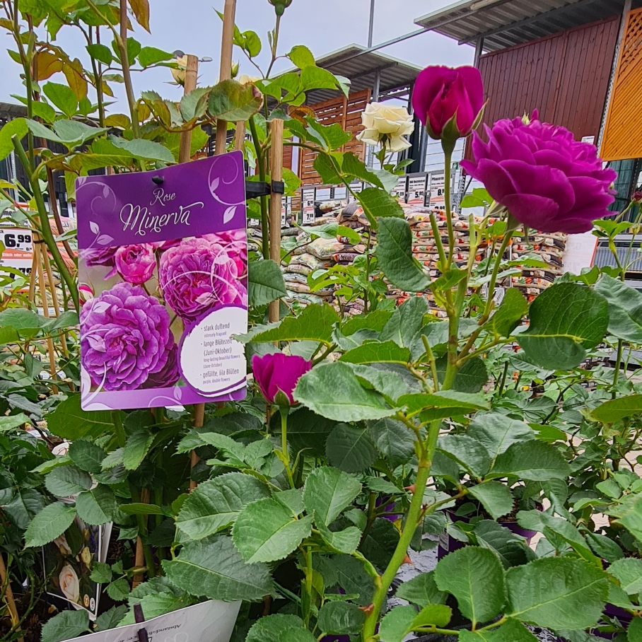 Rose in the GardenTags plant encyclopedia