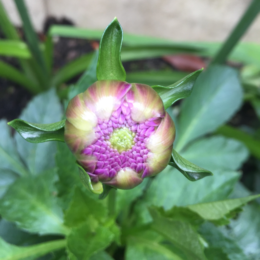 Dahlia Downham Royal (Ball) in the GardenTags plant encyclopedia