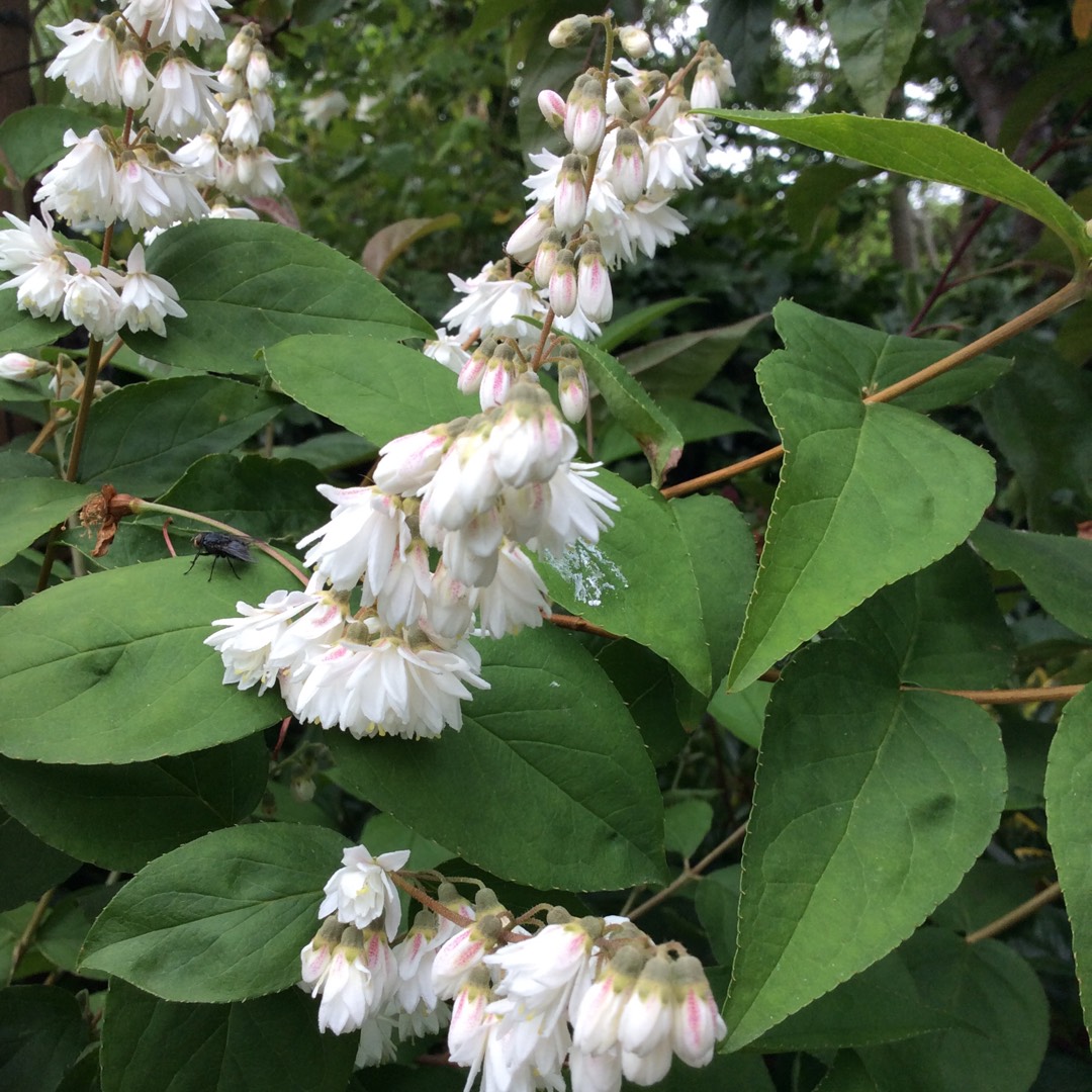 Deutzia crenata Pride of Rochester in the GardenTags plant encyclopedia