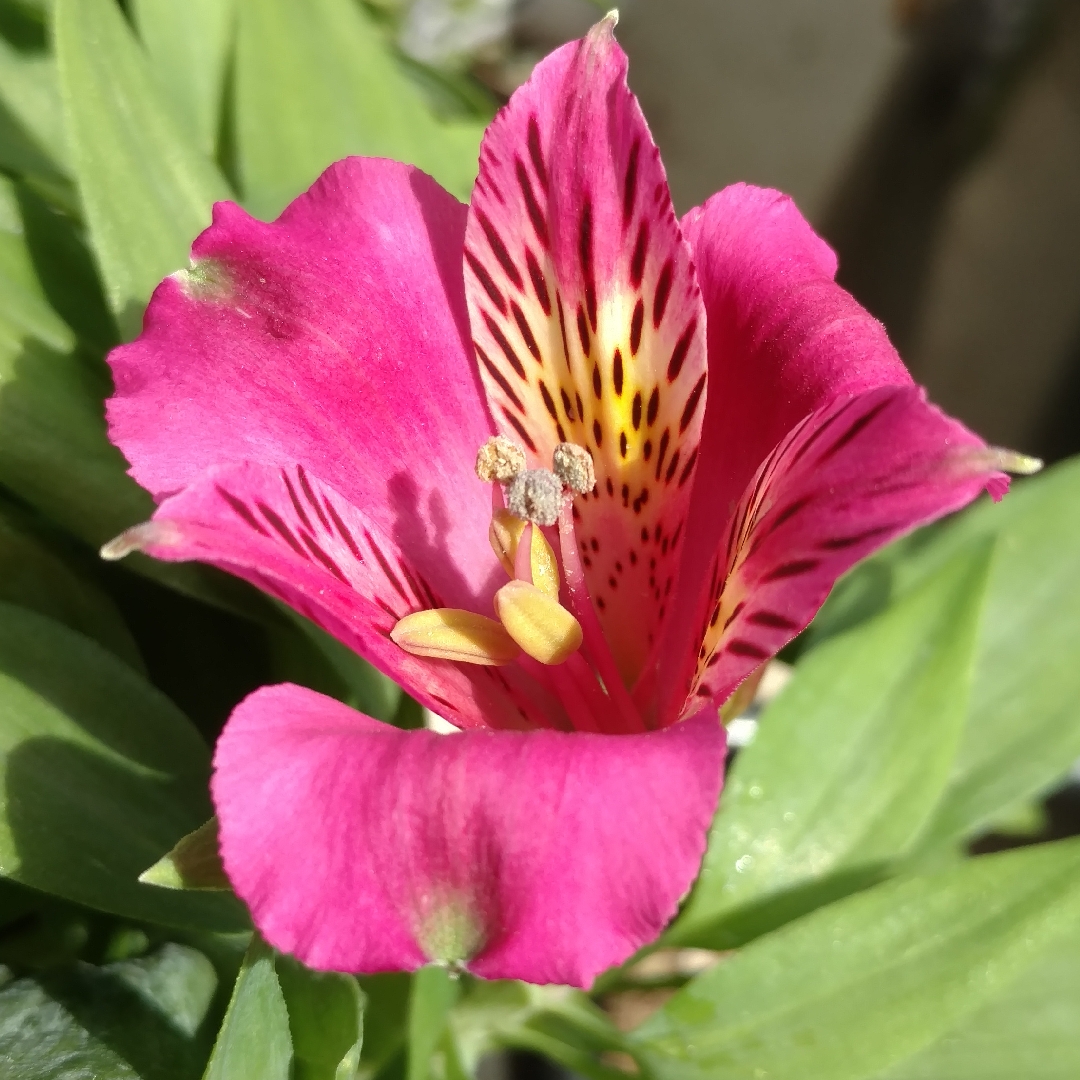 Peruvian Lily Inca Goal in the GardenTags plant encyclopedia