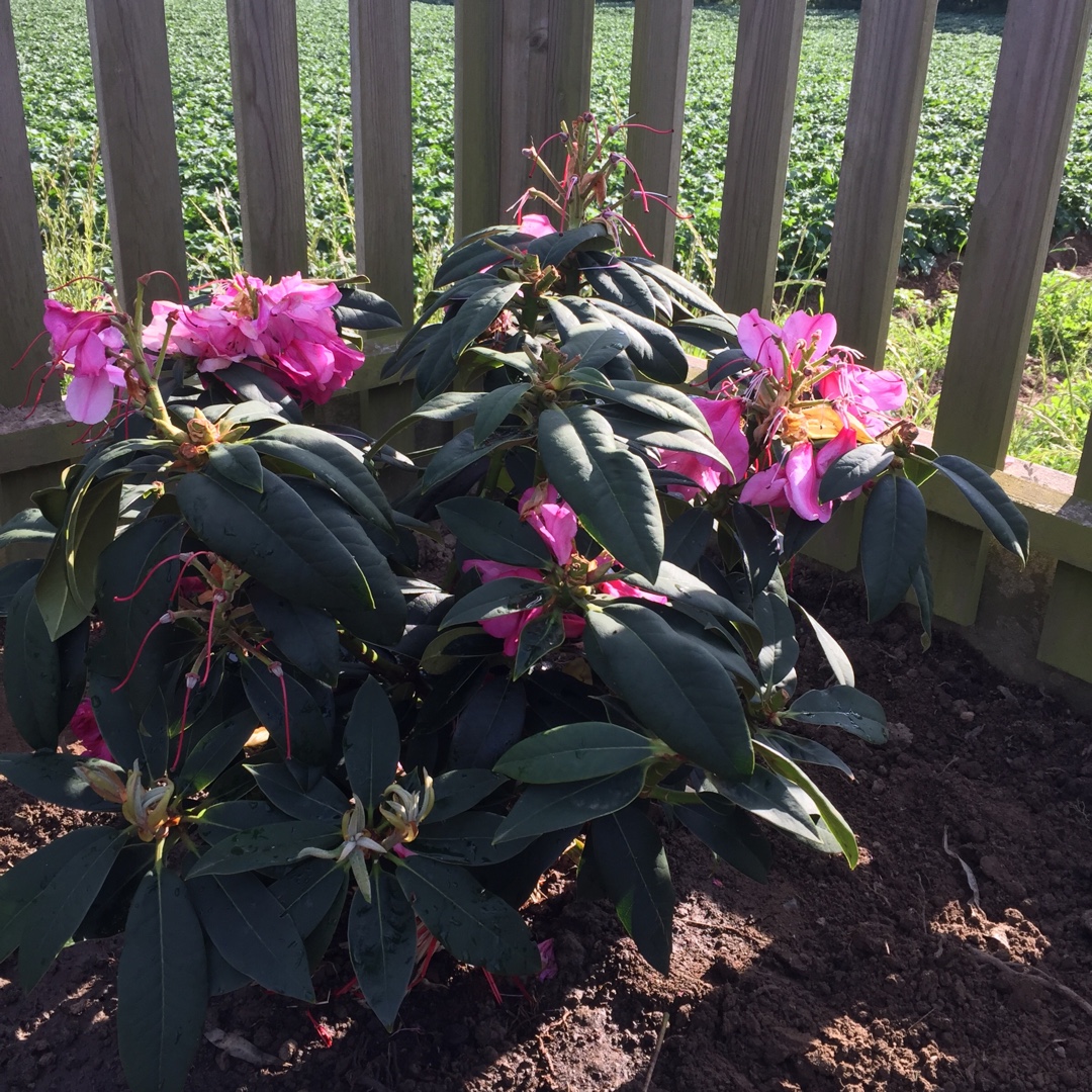 Rhododendron Van in the GardenTags plant encyclopedia