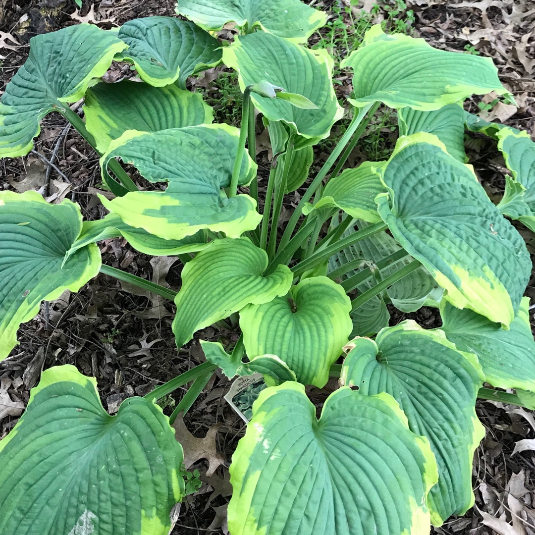 Plantain Lily Spartacus in the GardenTags plant encyclopedia