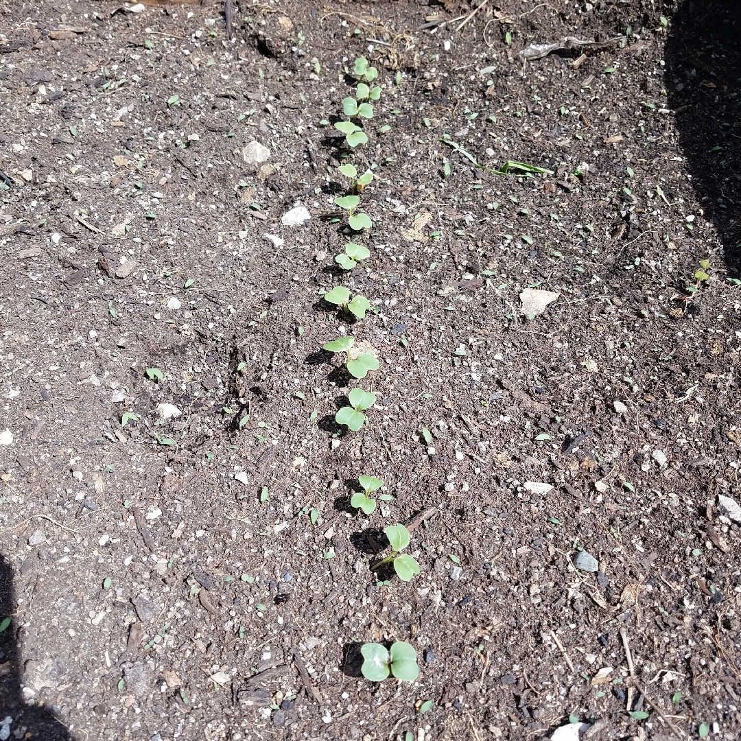 Chinese Radish in the GardenTags plant encyclopedia