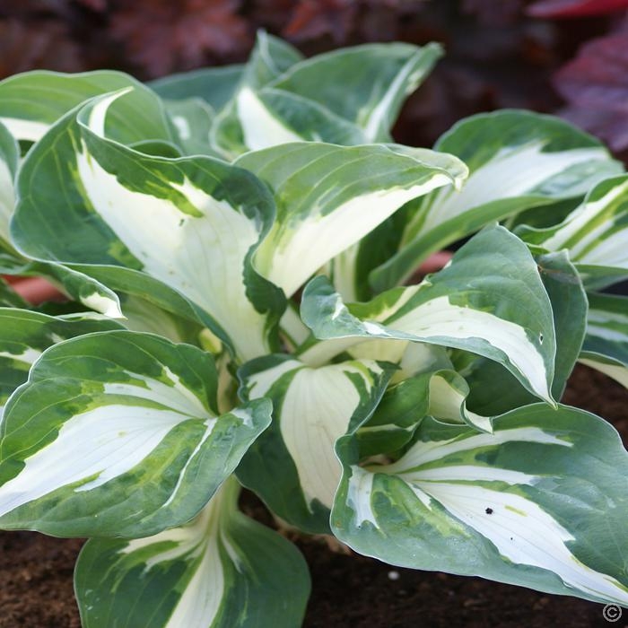 Plantain Lily Vulcan in the GardenTags plant encyclopedia