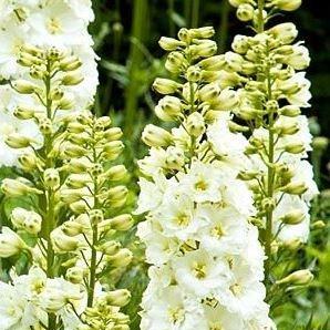 Delphinium Butterball in the GardenTags plant encyclopedia