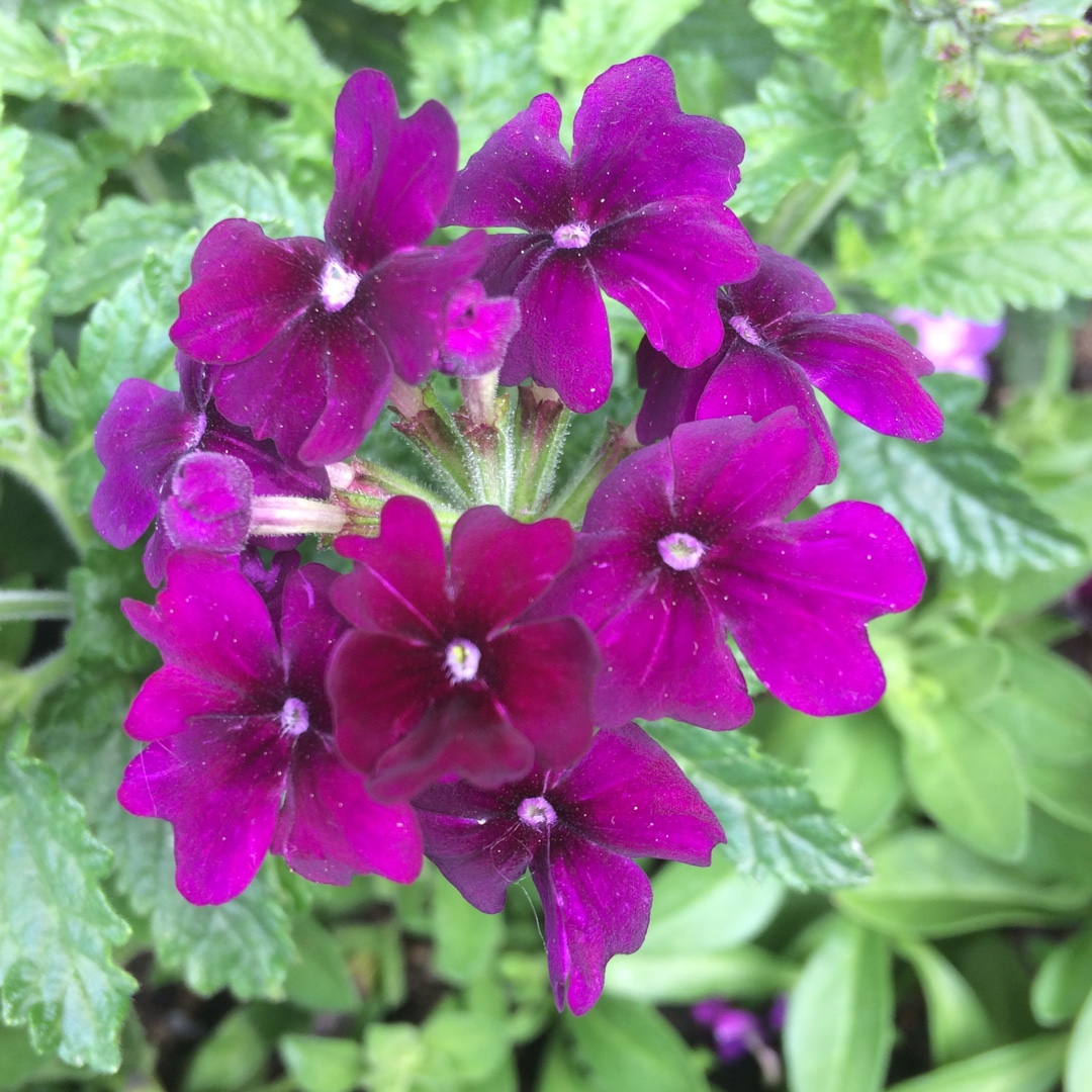 Verbena Empress Flair (Series) in the GardenTags plant encyclopedia