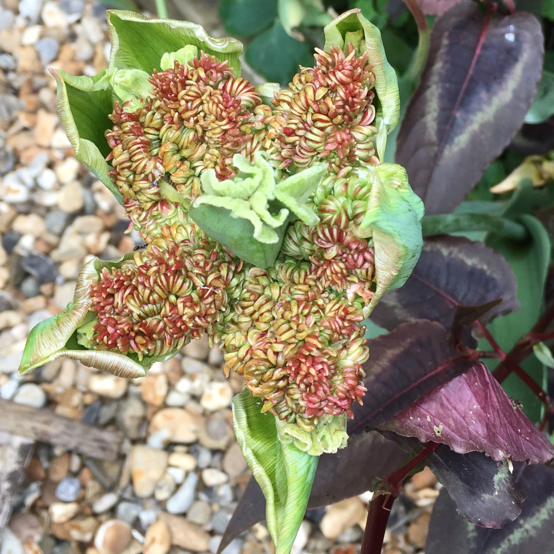 Tulip Green Bizarre (Viridiflora) in the GardenTags plant encyclopedia