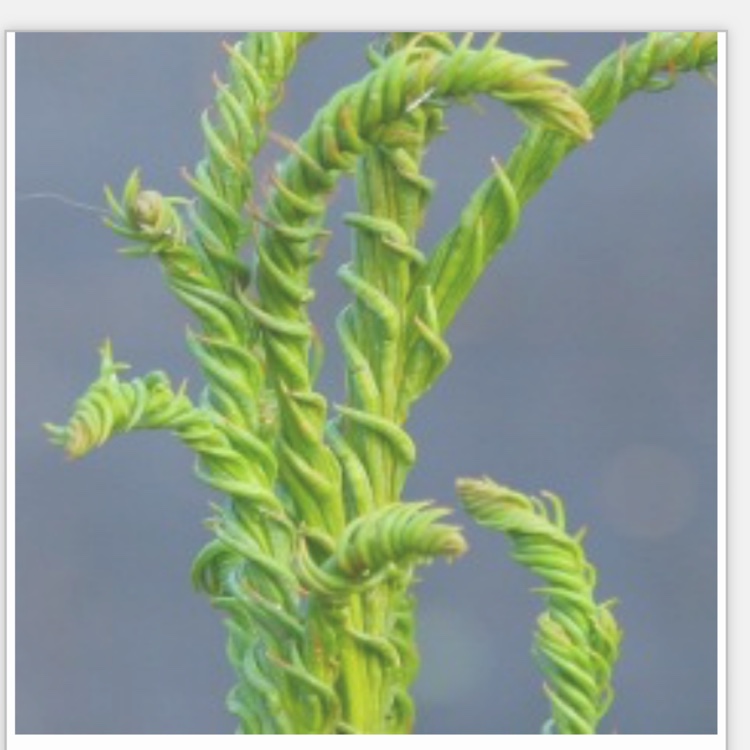 Japanese Cedar Rasen in the GardenTags plant encyclopedia