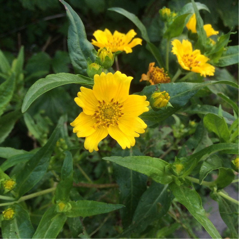 Niger in the GardenTags plant encyclopedia