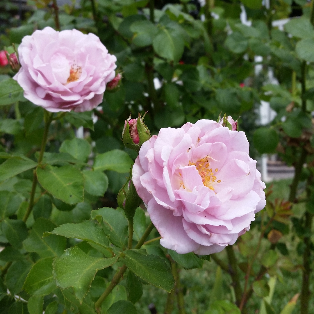 Rose Fragrant Lavender Simplicity in the GardenTags plant encyclopedia