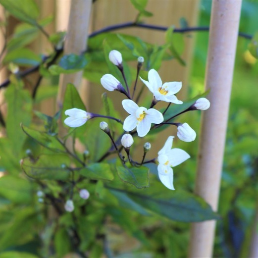 Jasmine-scented climber in the GardenTags plant encyclopedia