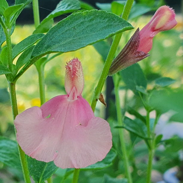 Salvia Senorita Leah in the GardenTags plant encyclopedia