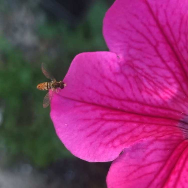 Petunia Supertunia Trailing Rose Veined in the GardenTags plant encyclopedia