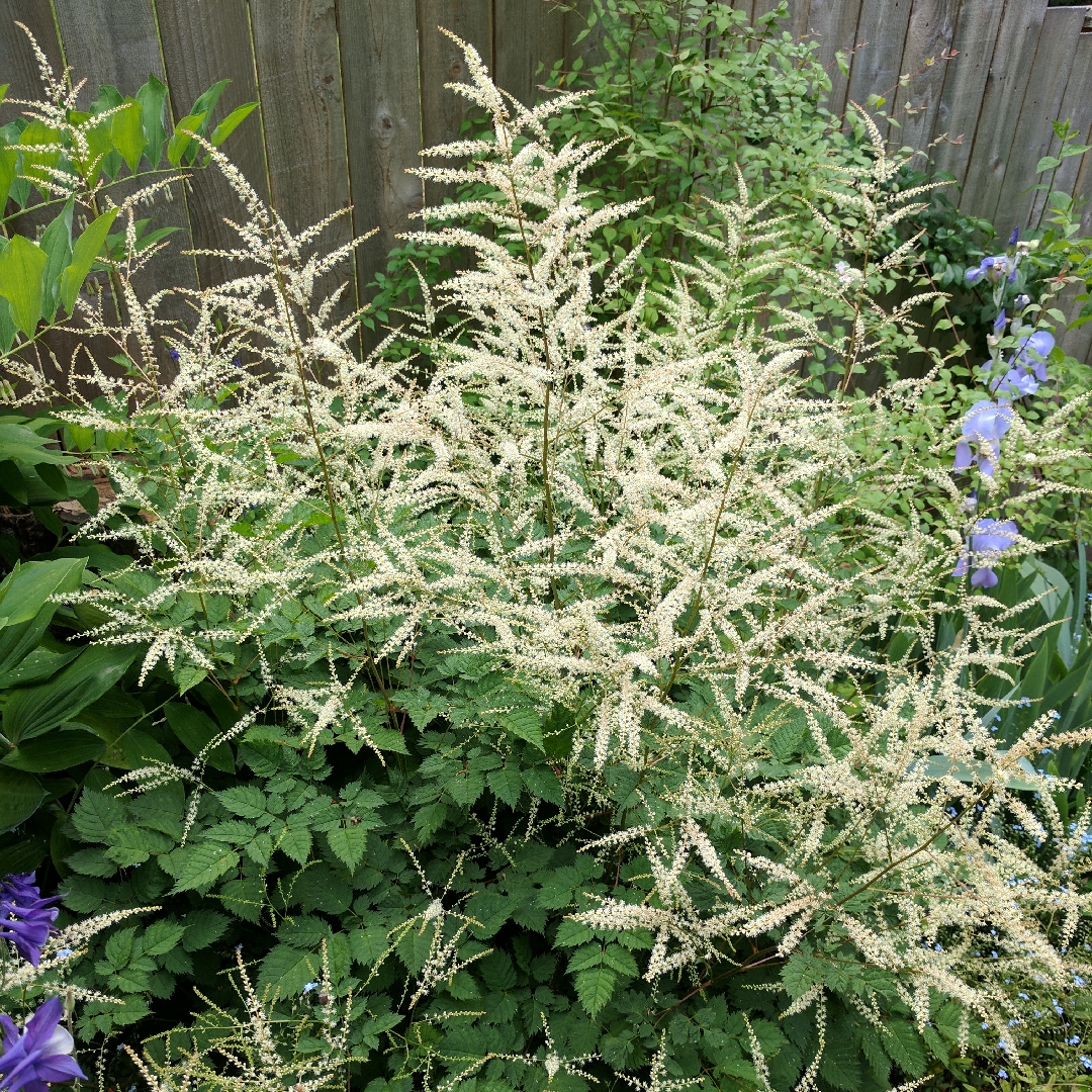 Dwarf Goats Beard in the GardenTags plant encyclopedia