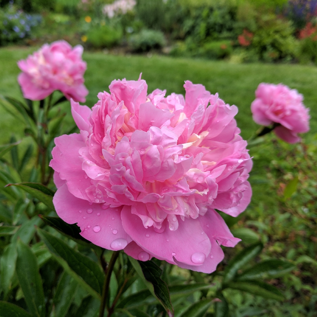 Peony Edulis Superba (Herbaceous) in the GardenTags plant encyclopedia