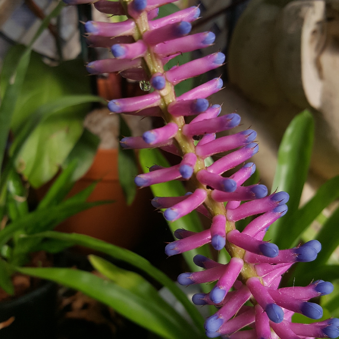 Matchstick Bromeliad Lucky Strike in the GardenTags plant encyclopedia