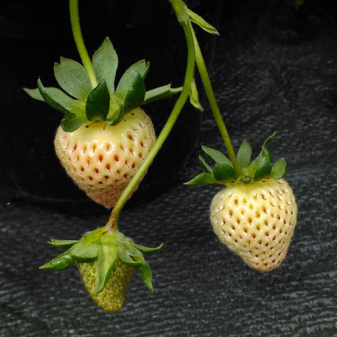 Strawberry Finesse in the GardenTags plant encyclopedia