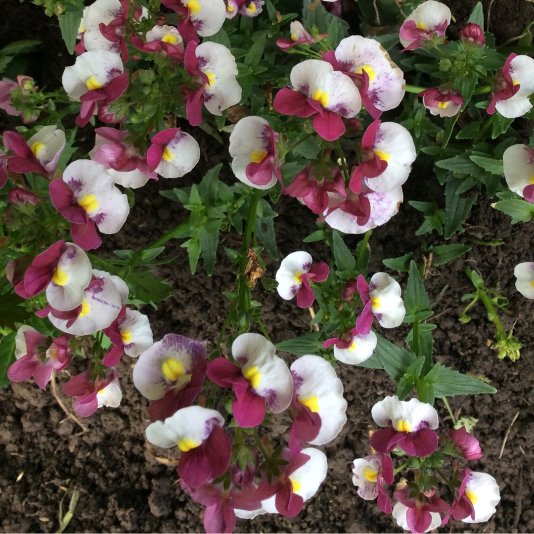 Nemesia Raspberries And Cream in the GardenTags plant encyclopedia