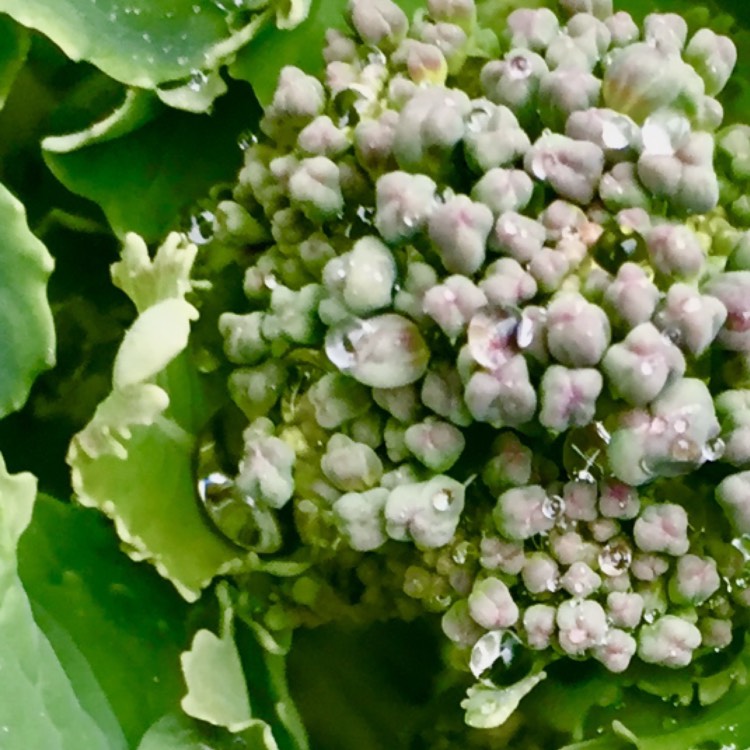 Broccoli Summer Purple in the GardenTags plant encyclopedia