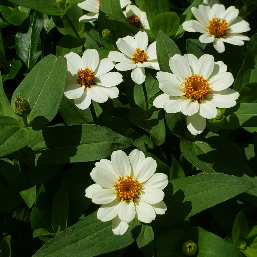 Zinnia Profusion White in the GardenTags plant encyclopedia