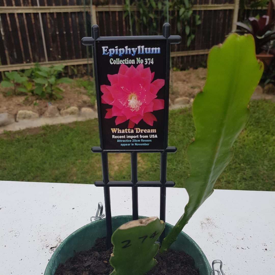 Cactus Orchid Whatta Dream in the GardenTags plant encyclopedia