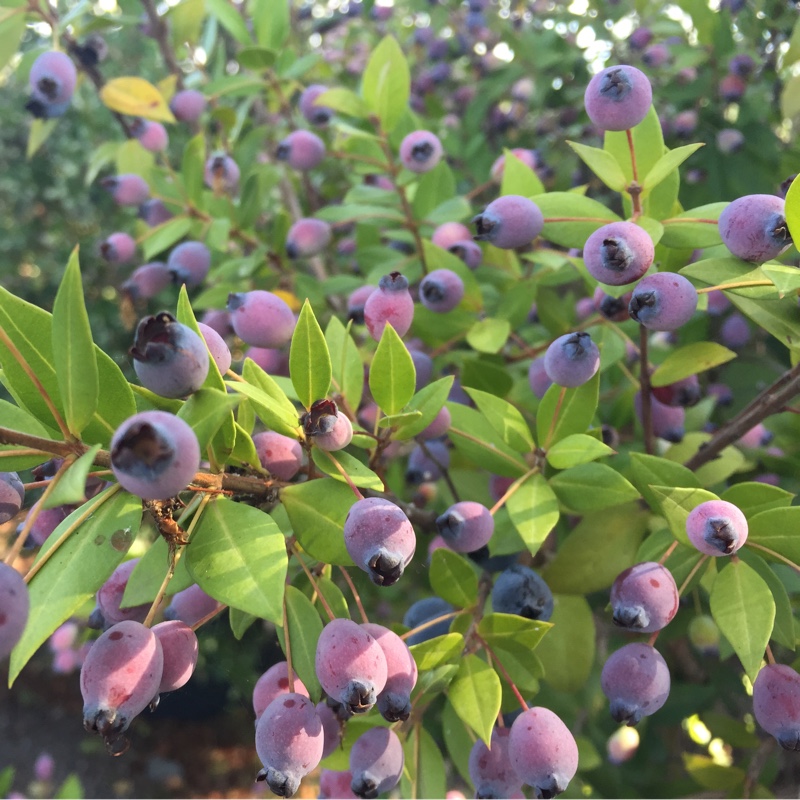 Myrtle Lumi in the GardenTags plant encyclopedia