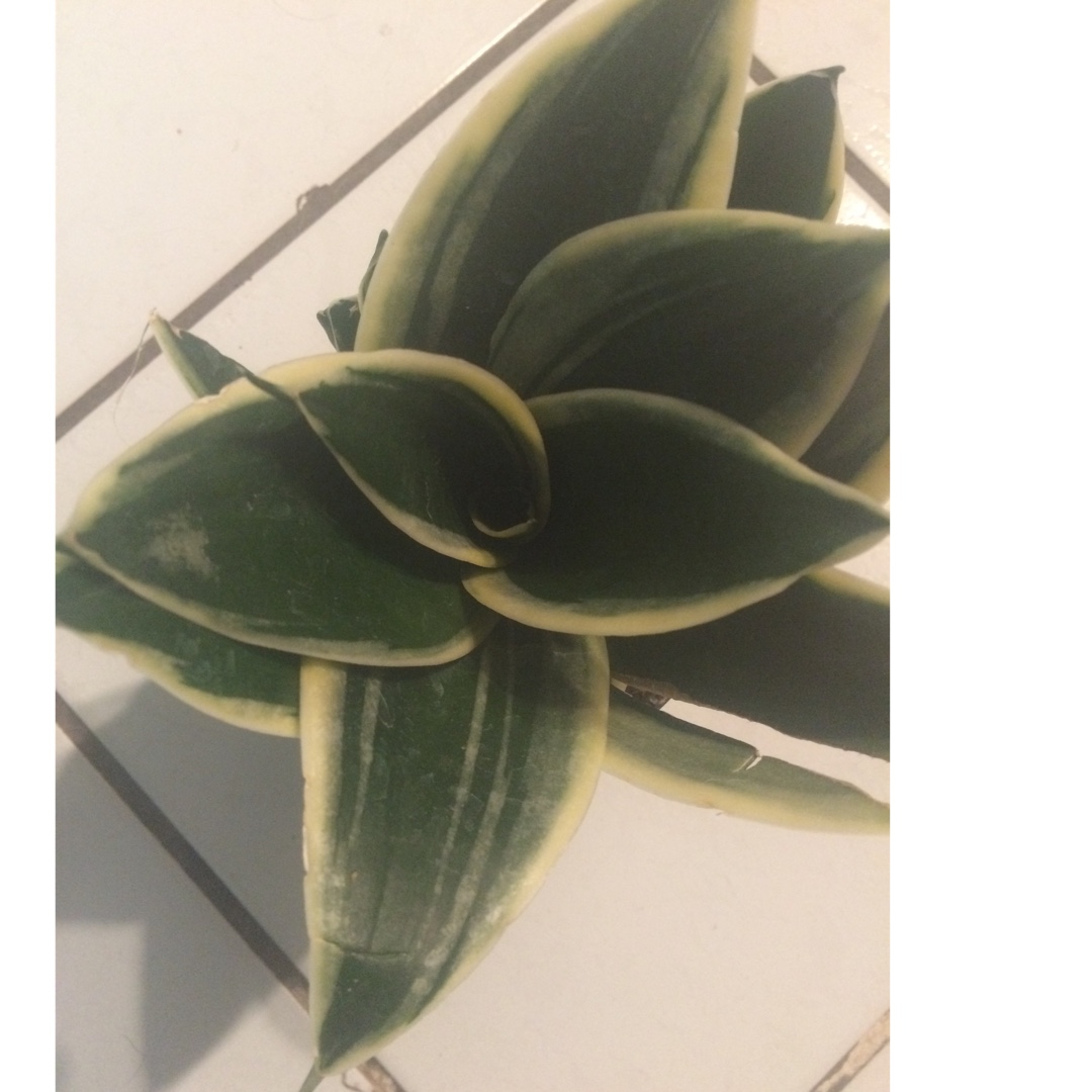 Birds-Nest Snake Plant in the GardenTags plant encyclopedia