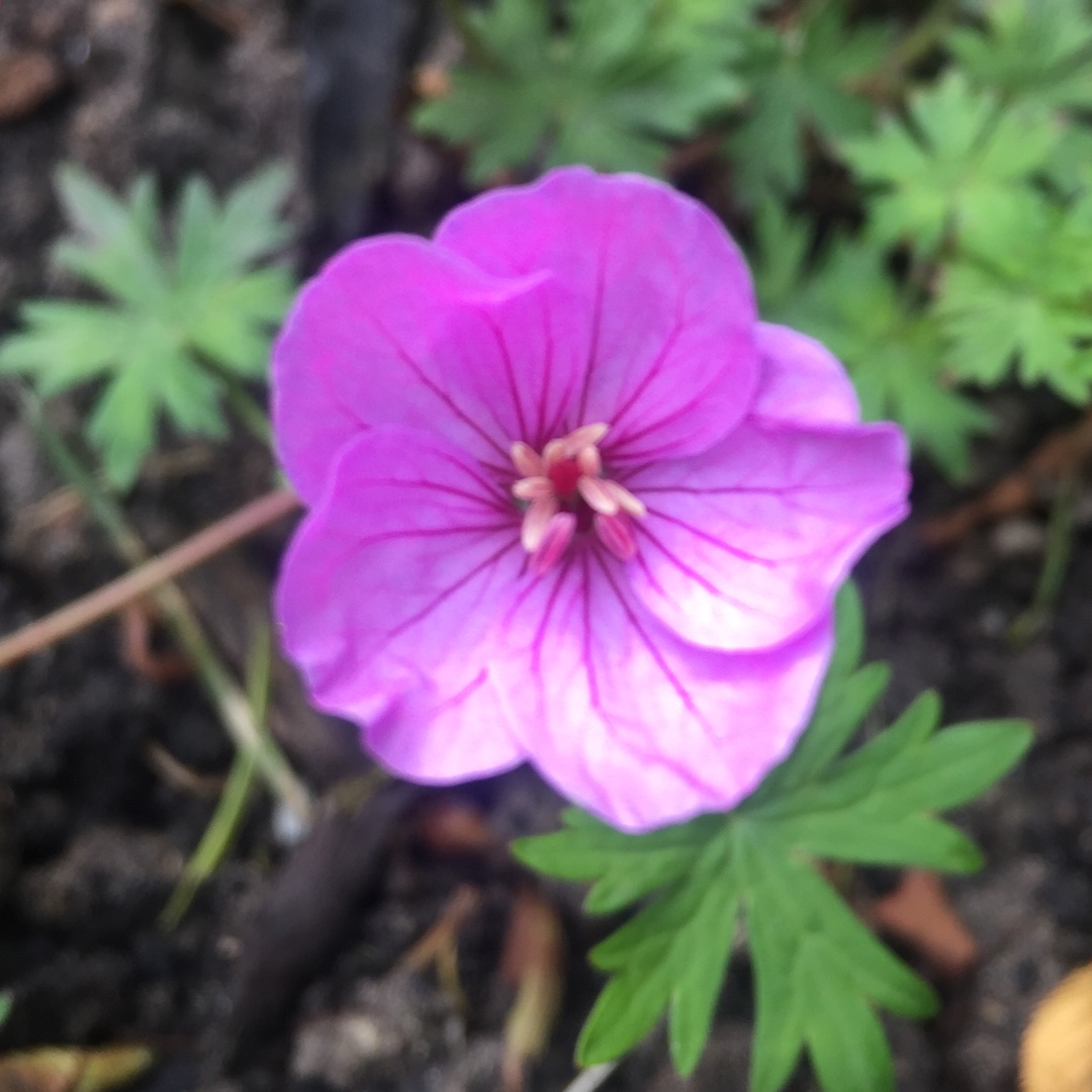 Geranium Light Dilys in the GardenTags plant encyclopedia