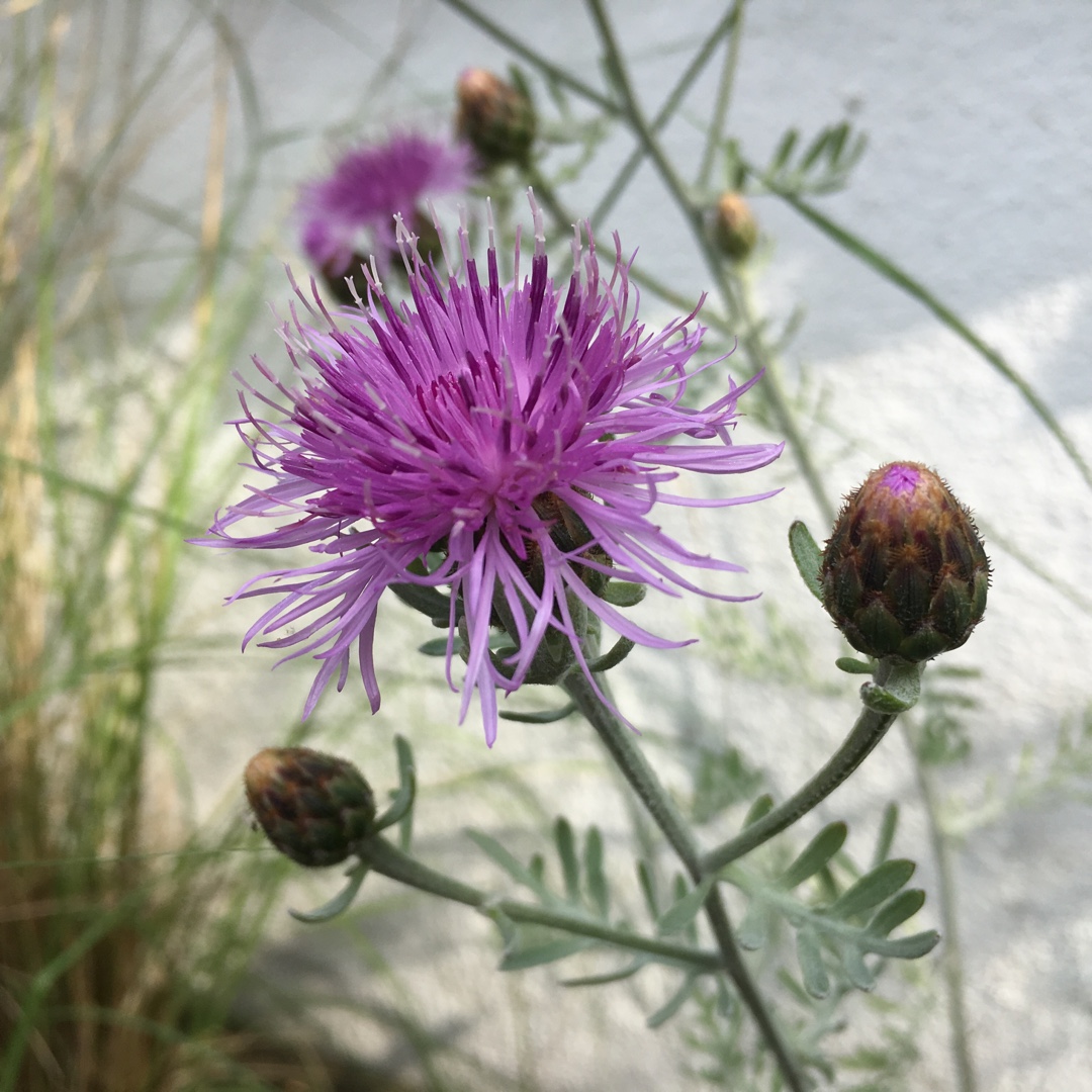 Centaurea Silver Feather in the GardenTags plant encyclopedia