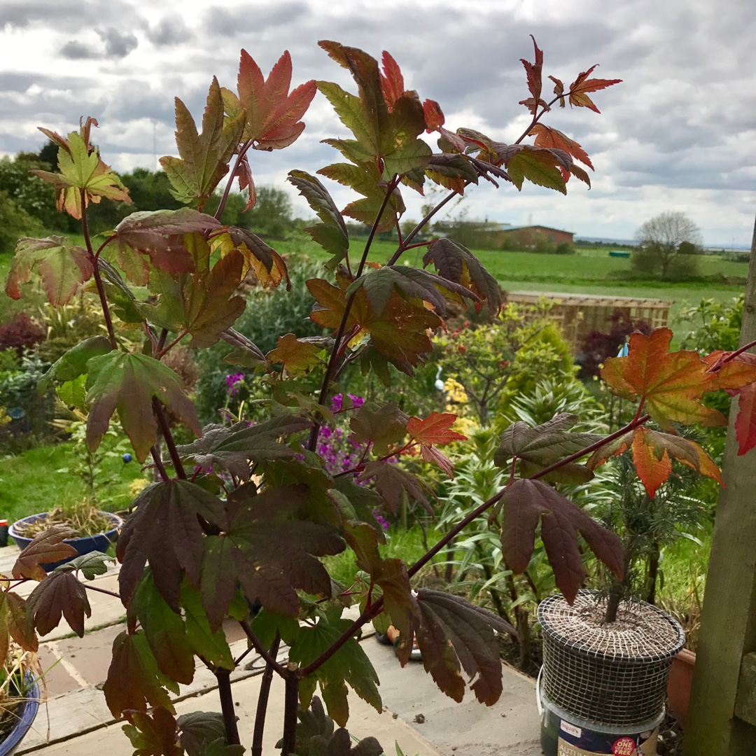 Acer Burgundy Jewel in the GardenTags plant encyclopedia