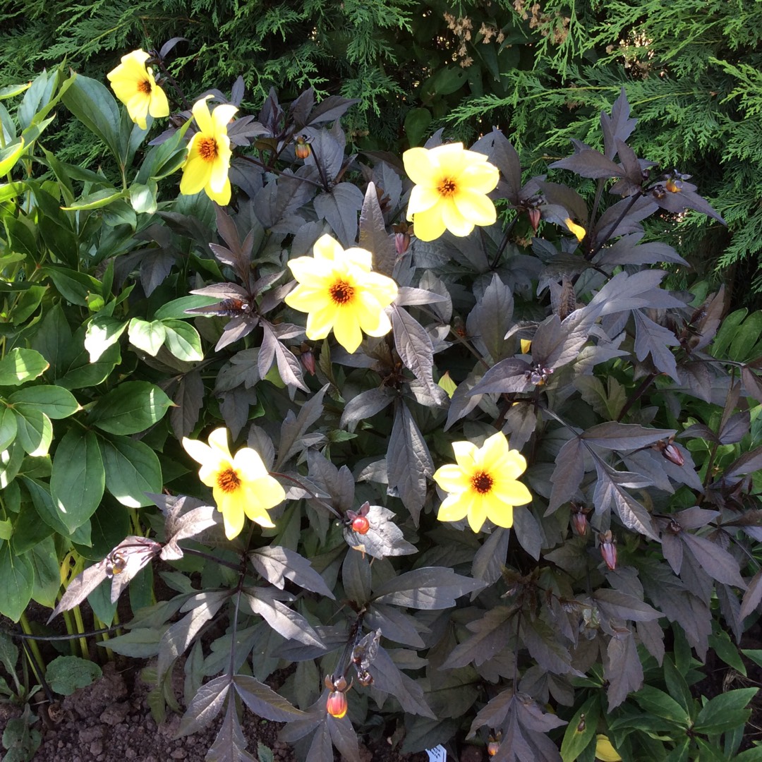 Dahlia Dahlinova Temptation Golden (Bedding) in the GardenTags plant encyclopedia