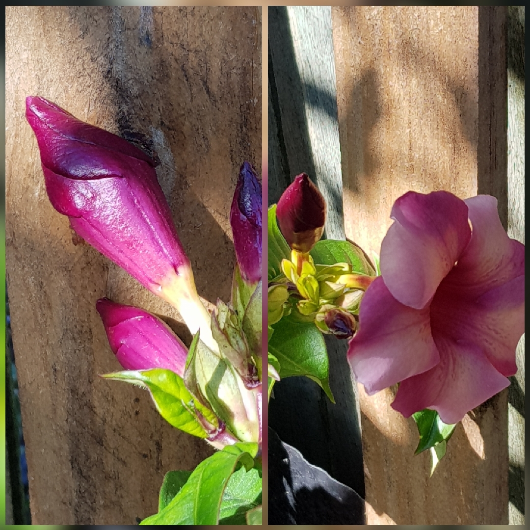 Purple Allamanda in the GardenTags plant encyclopedia