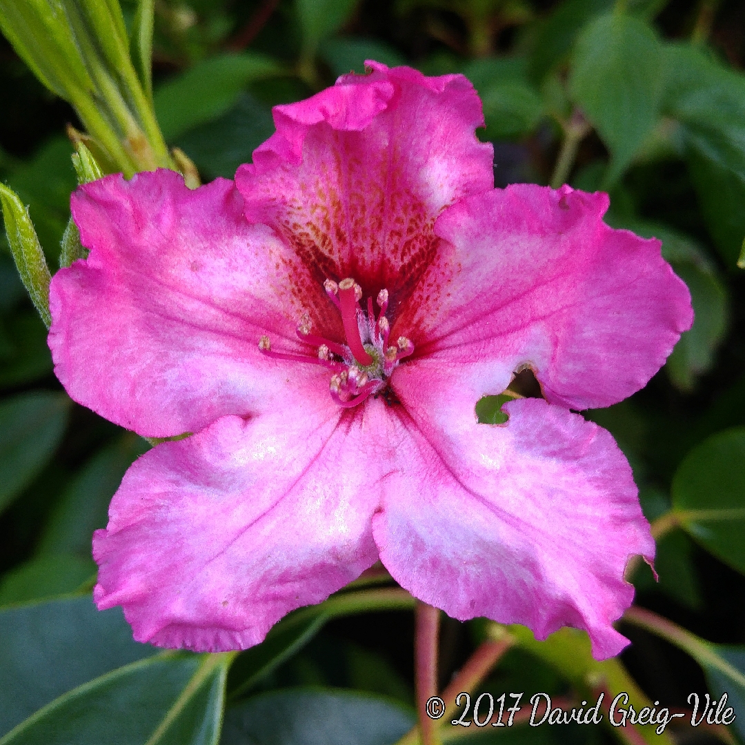 Rhododendron One Thousand Butterflies in the GardenTags plant encyclopedia