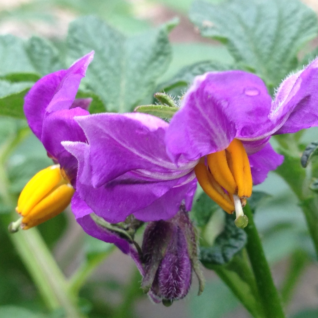 Potato Mayan Gold in the GardenTags plant encyclopedia