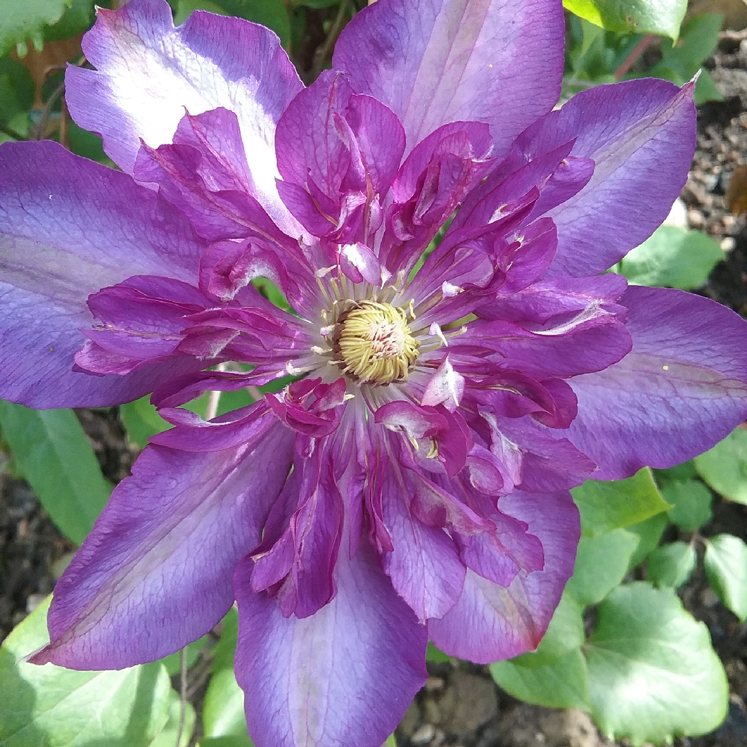 Clematis Royalty in the GardenTags plant encyclopedia