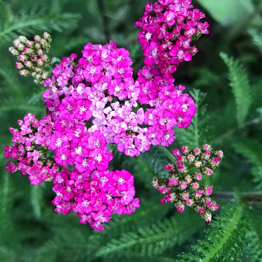 Common Yarrow Flowerburst Red Shades F2 (Mix) in the GardenTags plant encyclopedia