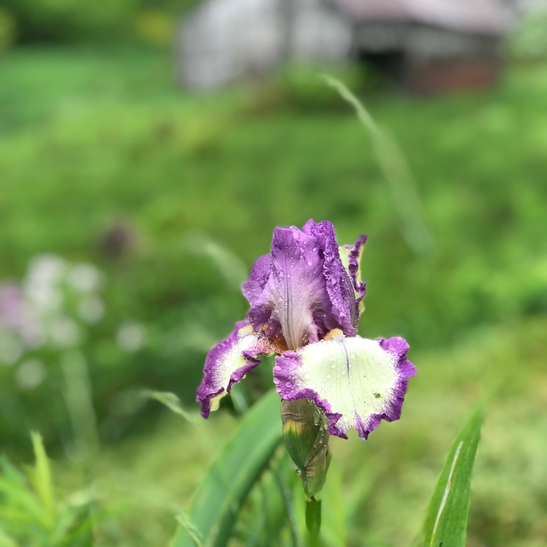 Bearded Iris Bountiful Harvest (Tall) in the GardenTags plant encyclopedia