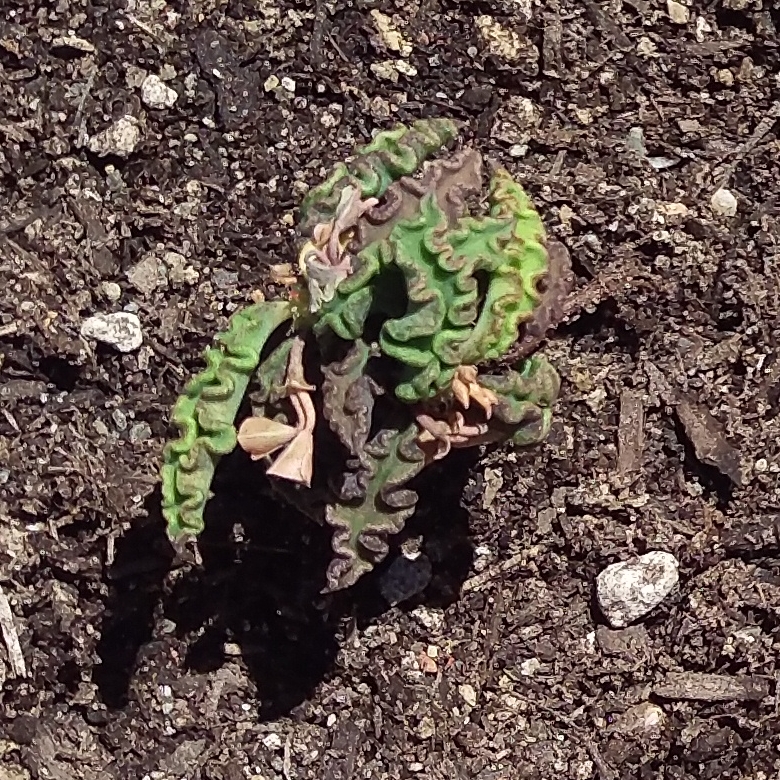 Euphorbia spirosticha in the GardenTags plant encyclopedia