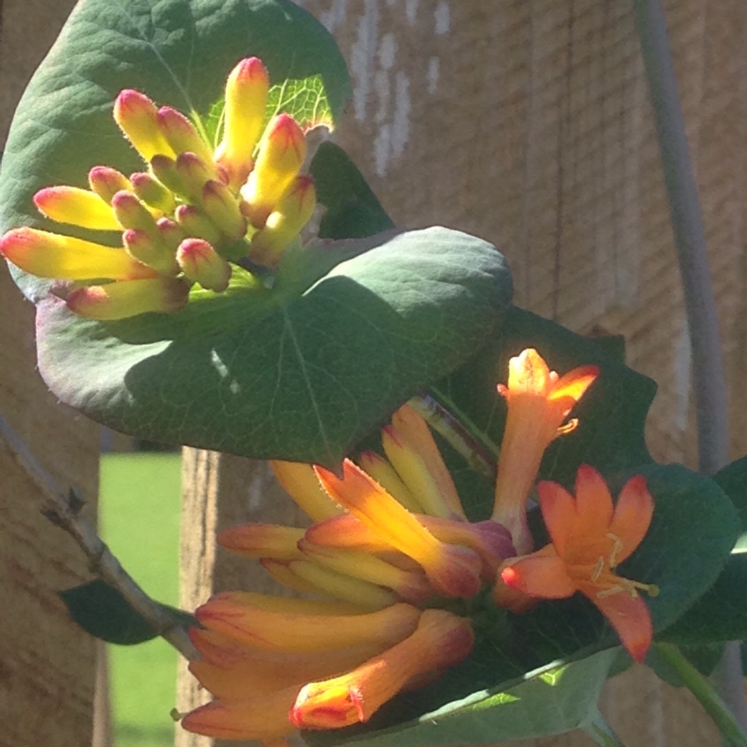 Orange Honeysuckle in the GardenTags plant encyclopedia