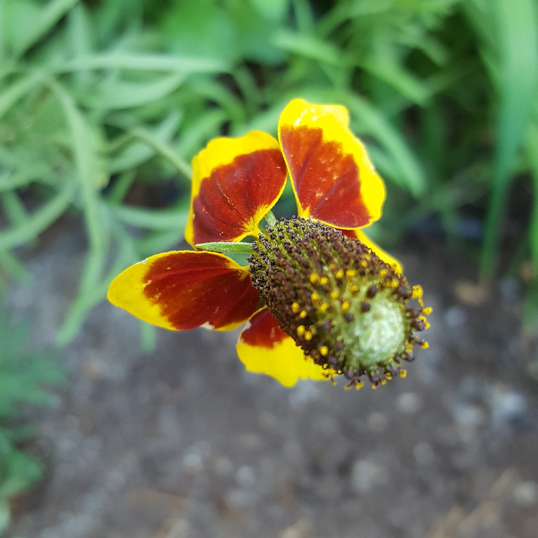 Upright Prairie Coneflower in the GardenTags plant encyclopedia