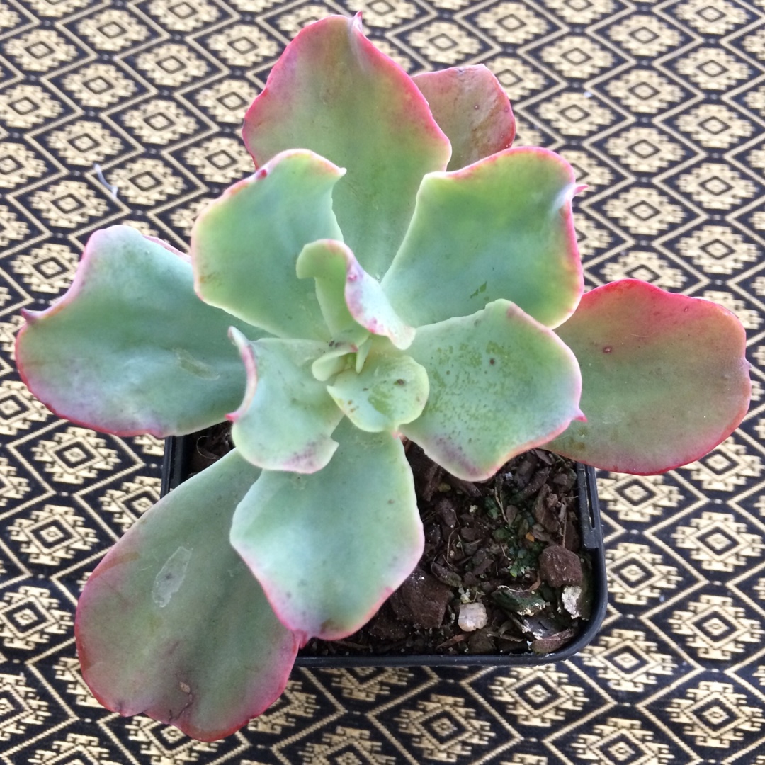 Echeveria Blue Jay in the GardenTags plant encyclopedia