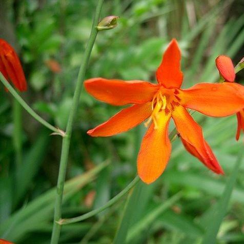 Montbretia Emily McKenzie in the GardenTags plant encyclopedia