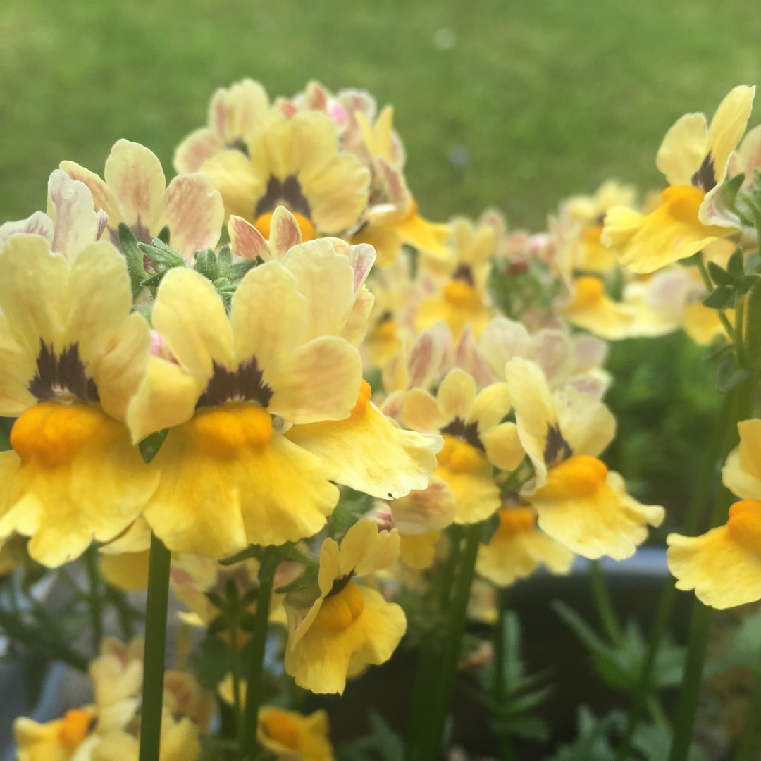 Nemesia Sunmesia Yellow in the GardenTags plant encyclopedia