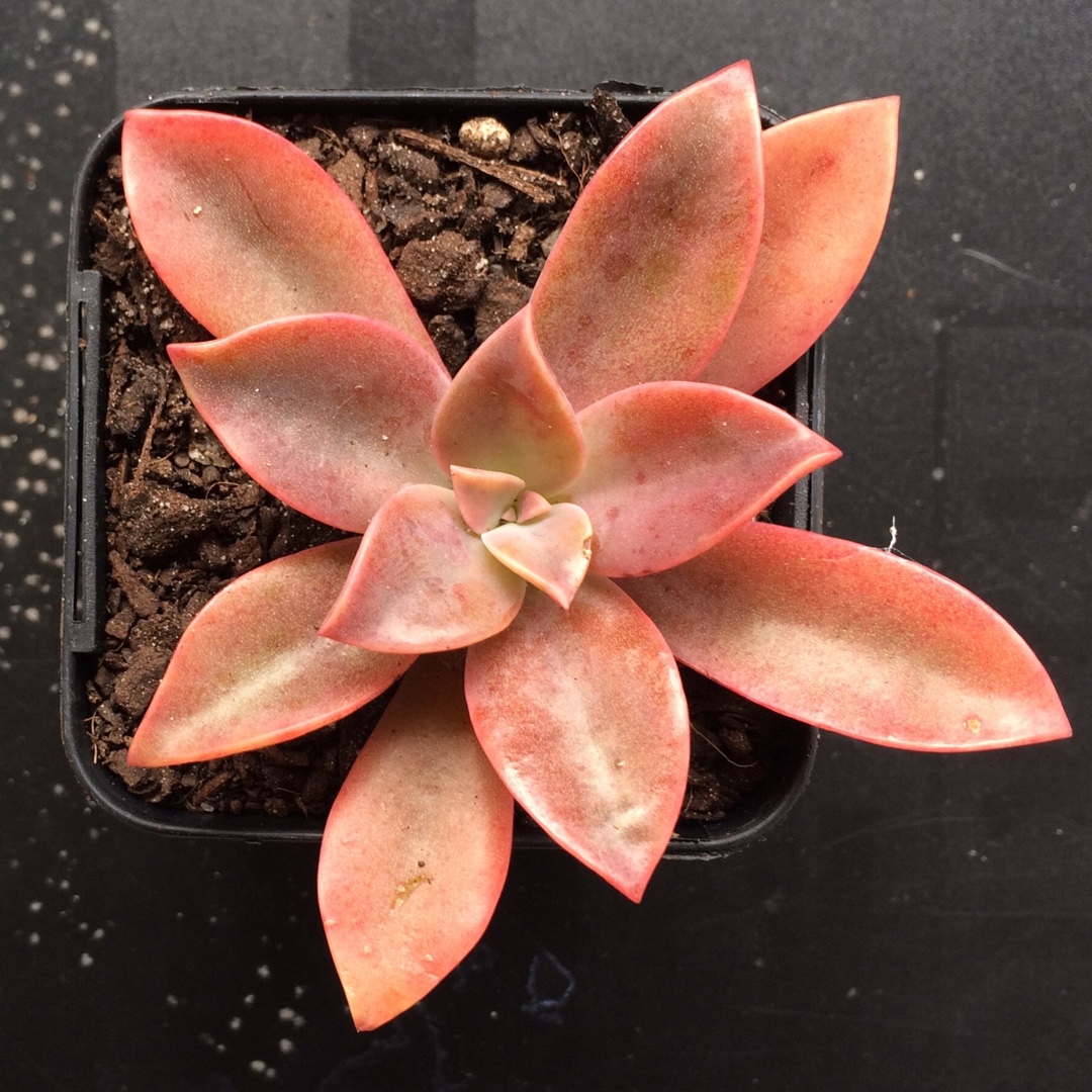 Echeveria Brown Sugar in the GardenTags plant encyclopedia