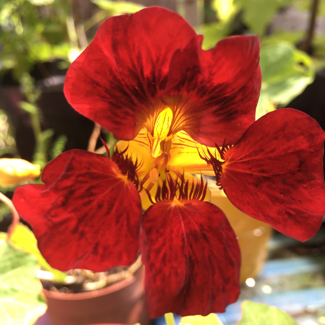 Nasturtium Rumba Mix (Mix) in the GardenTags plant encyclopedia