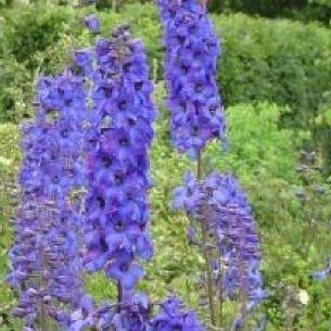 Delphinium Finsteraarhorn in the GardenTags plant encyclopedia