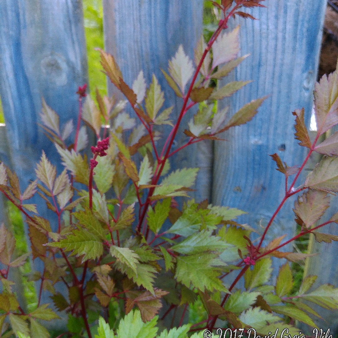 False Goats Beard M Etna in the GardenTags plant encyclopedia