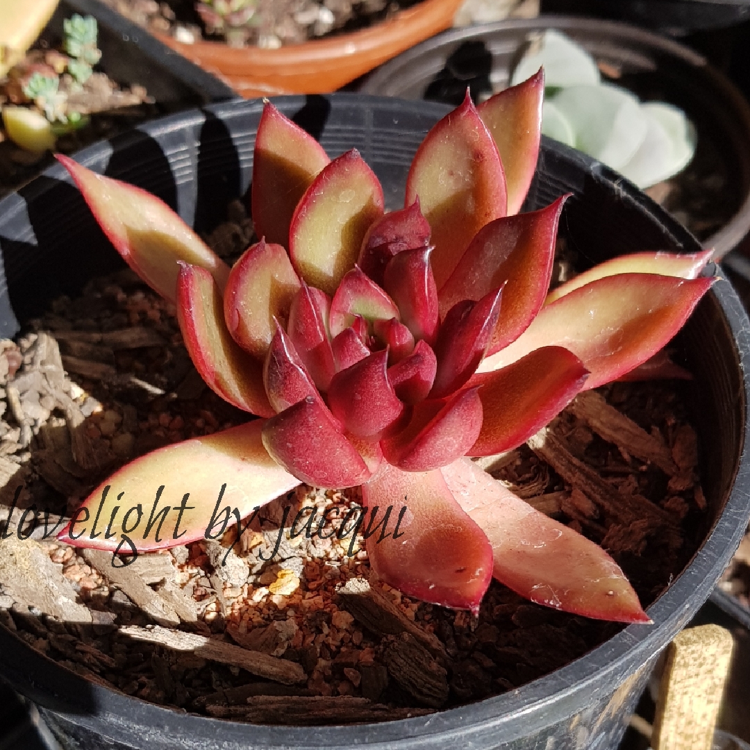 Echeveria Benimusume in the GardenTags plant encyclopedia