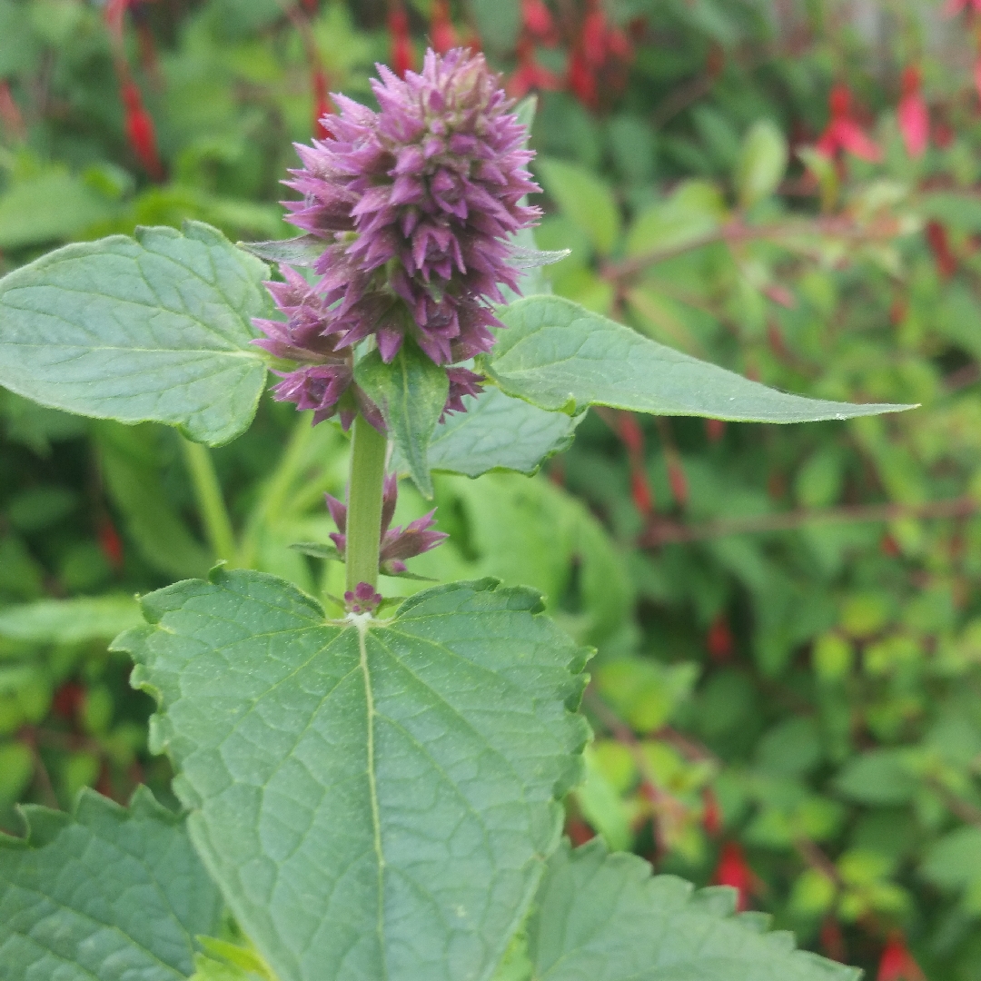 Hyssop Blue Boa in the GardenTags plant encyclopedia