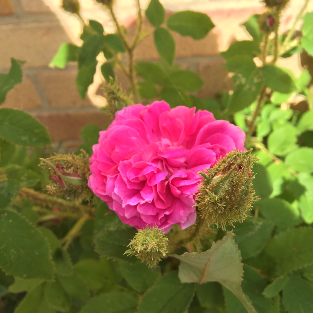 Old Rose Little Gem in the GardenTags plant encyclopedia